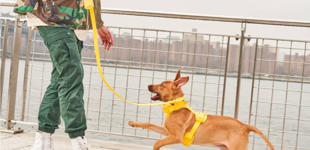 Stylish Pet Care for Modern Pets