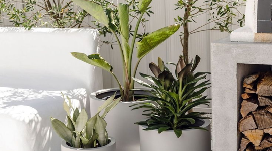 The Balcony Garden: Designer Pots for Modern Spaces